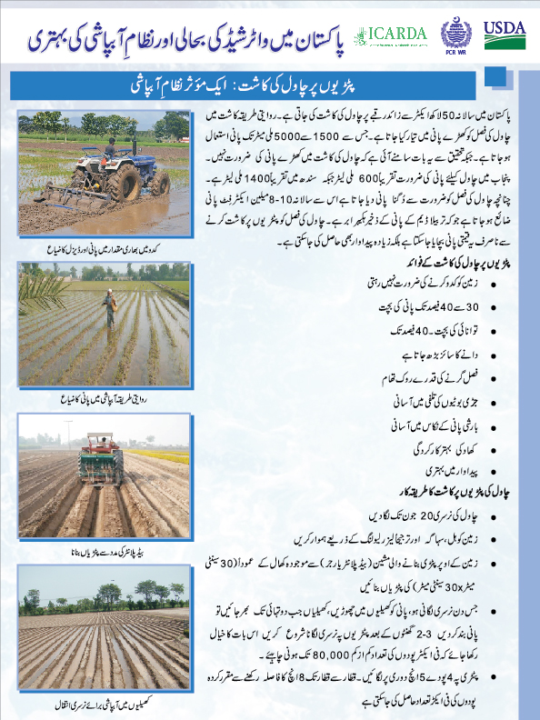 Rice Cultivation on beds in Urdu