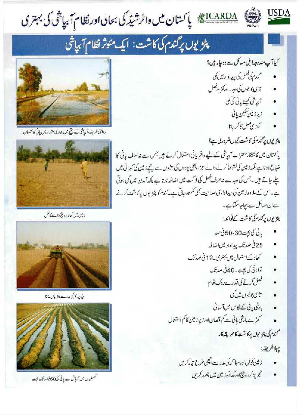 Wheat Cultivation on beds in Urdu
